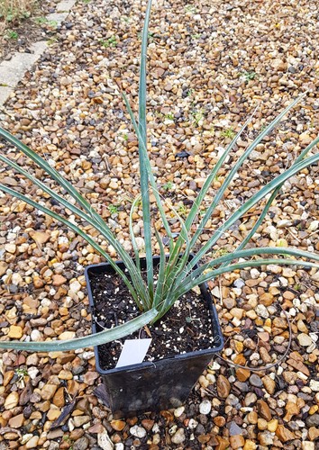 Yucca filifera - yucca,