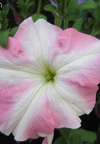 Surfinia pétunia rose - ♫,