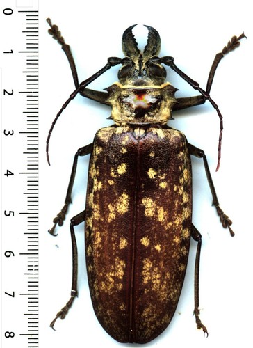 Cerambycidae tithoes - cerambycidae,