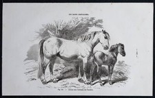 1882 - Grosse race bretonne du