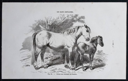 1882 grosse race bretonne - 1882, du