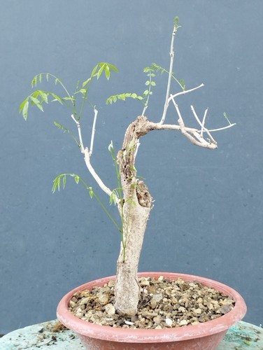 Bonsaï glycine cm - 40, en