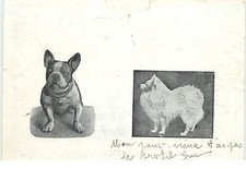 Dog's Palace - Bouledogue Français - 19237