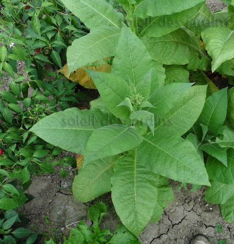 Lot variétés de - lot,