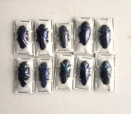 Lot x10 polybothris - lot, de