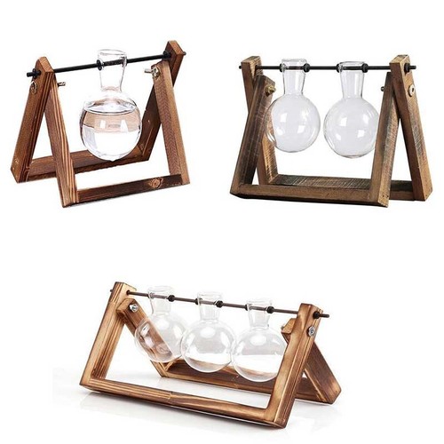 Rustic plant terrarium with - plant,