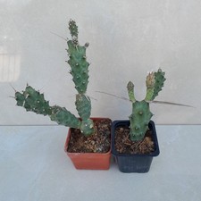 Tephrocactus Articulatus