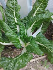 graines de blette verte à carde blanche (poirée, bette) - reproductibles - 1,5 g