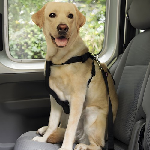 Nobby harnais pour chien - pour, noir