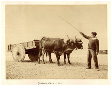 France, Saint-Jean-de-Luz, Paysan et son attelage de Boeufs  Tirage albuminé 