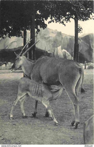 Carte postale animaux elan - -,