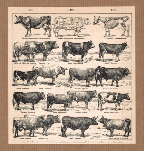 Lithographie ancienne boeuf - ancienne,