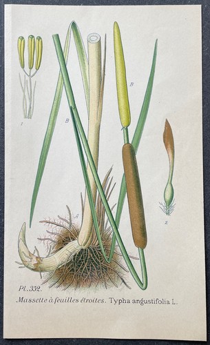 Botanique massette feuilles - massette, à