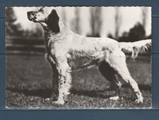 CPSM vers 1960  nature faune animaux  chien  setter lemon