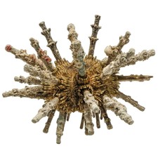 Oursin spoutnik eucidaris