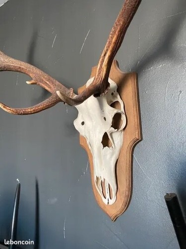 Trophé massacre cerf - trophé, de