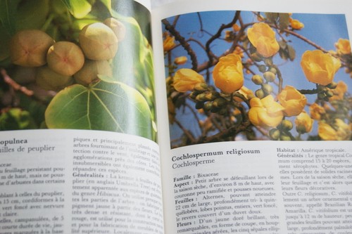 Guide des plantes tropicales - plantes,