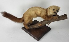taxidermie fouine rousse sur