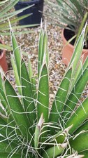 Yucca filifera / Yucca