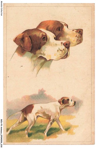 Bcdp3 0188 animaux chien - bcdp3-0188-animaux,