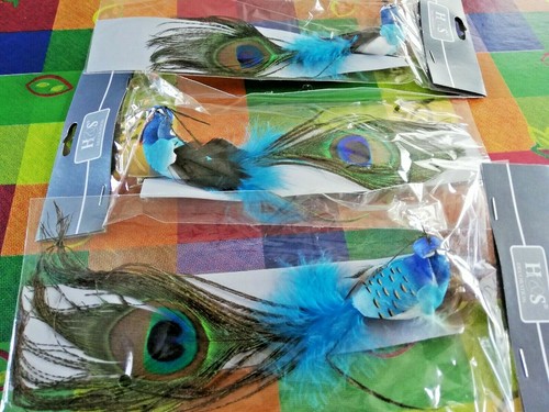 Plume paon turquoise oiseau - de,