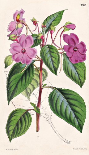 Impatiens flaccida inde fleur - impatiens,