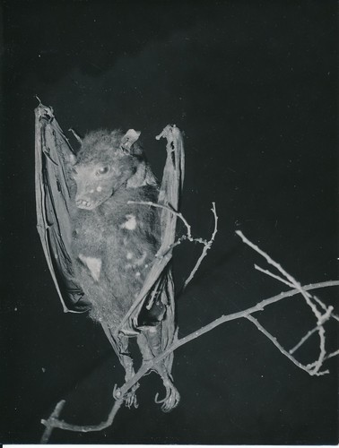 Taxidermie 1950 photo - c.,