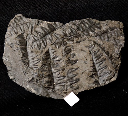 Très rare fougère - très, fossile