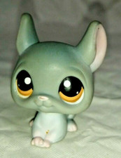 Chinchilla authentic gris yeux