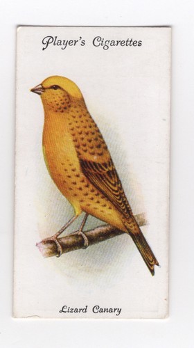 Aviary cage bird cigarette - cage,