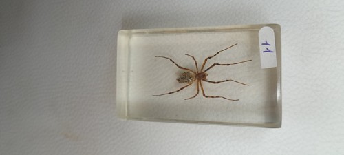 Résine inclusion insectes