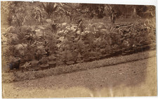 Nature, plantes, palmiers Vintage albumen print,  Tirage albuminé  18x29  