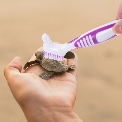 Brosse carapace tortue - carapace, de