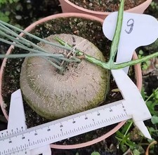 Sale Rare Cacti  Adenia kirkii