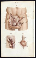 Cabinet de curiosité planche