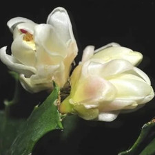 Schlumbergera Thor Wild