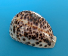 Cypraea tigris 93,4 mm f+++