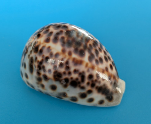 Cypraea tigris - , mm