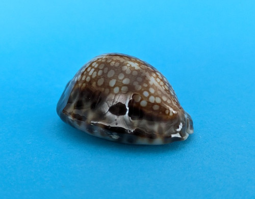 Cypraea depressa dispersa - , 39,6