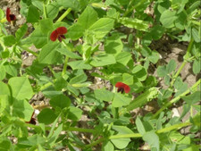 Graines de pois-asperge,Tetragonolobus purpureus,Lotus tetragonolobus