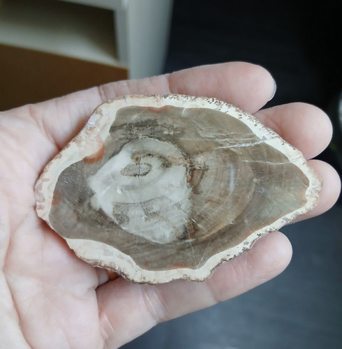 Tranche bois fossile 7 - bois,