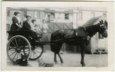 PHOTO ANCIENNE - CHEVAL