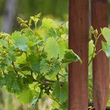  Piquets antiseptiques en bois