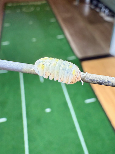 Isopodes armadillidiumi magic - isopodes,