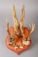 CABINET DE CURIOSITE - 3 PAIRES DE BOIS DE CHEVREUIL ET 2 TETES DE BECASSINES