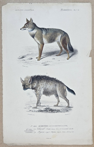 Gravure colorée animal - gravure,