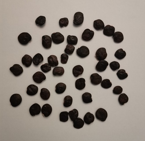 Glycine chine 5 - glycine, de