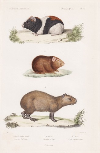 Cochon inde gravure acier - gravure,
