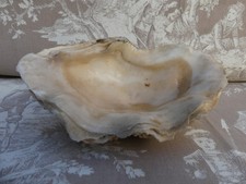 Coquillage Bénitier Vide