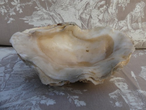 Coquillage bénitier vide - coquillage,